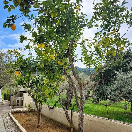 Skopelos Evergreen ستافيلوس